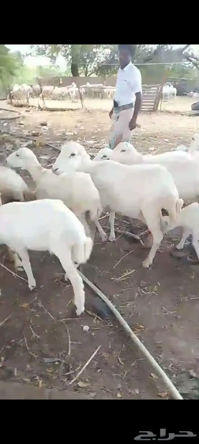 10 ضان مواليد طيبه ماشاءلله ومضمونه مشروطه من أي عيب فيها 6