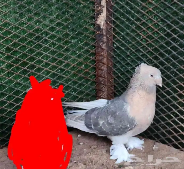 للبيع اناثي ارافل 1