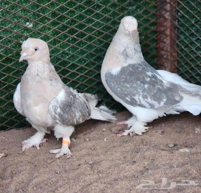 للبيع اناثي ارافل 3