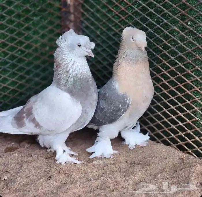 للبيع اناثي ارافل 2