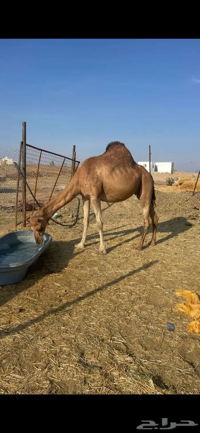 لقحه حمراء ساحليه طيبه الحد 9500 2