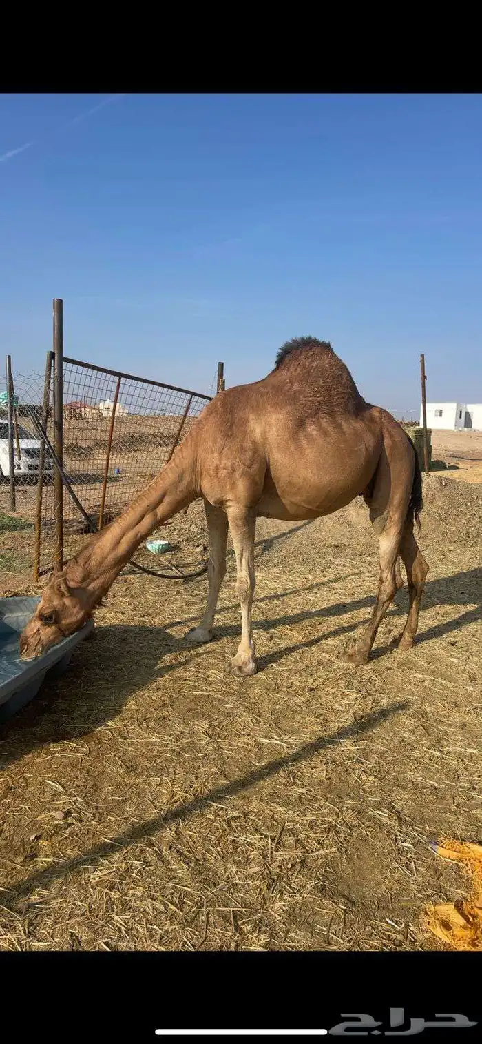 لقحه حمراء ساحليه طيبه الحد 9500 3