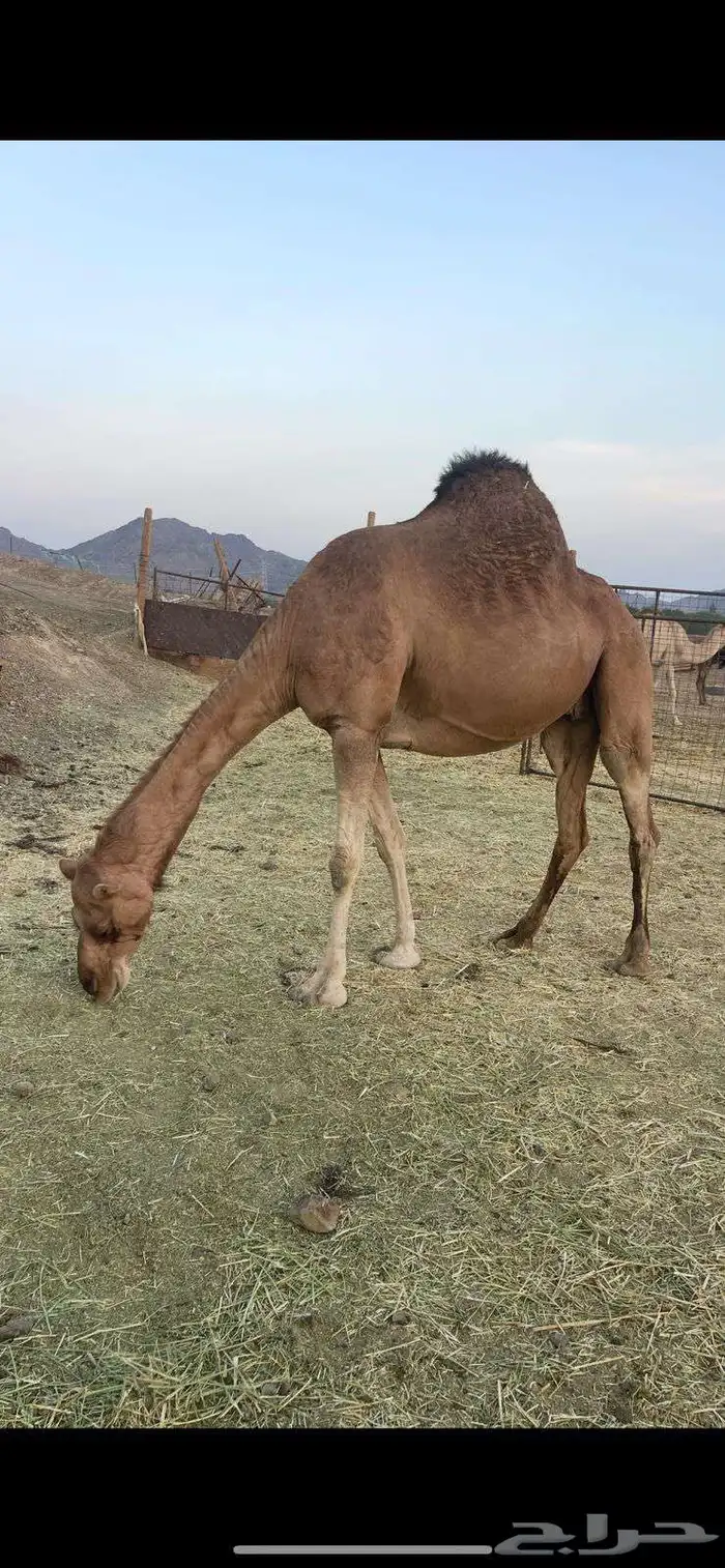 لقحه حمراء ساحليه طيبه الحد 9500 0