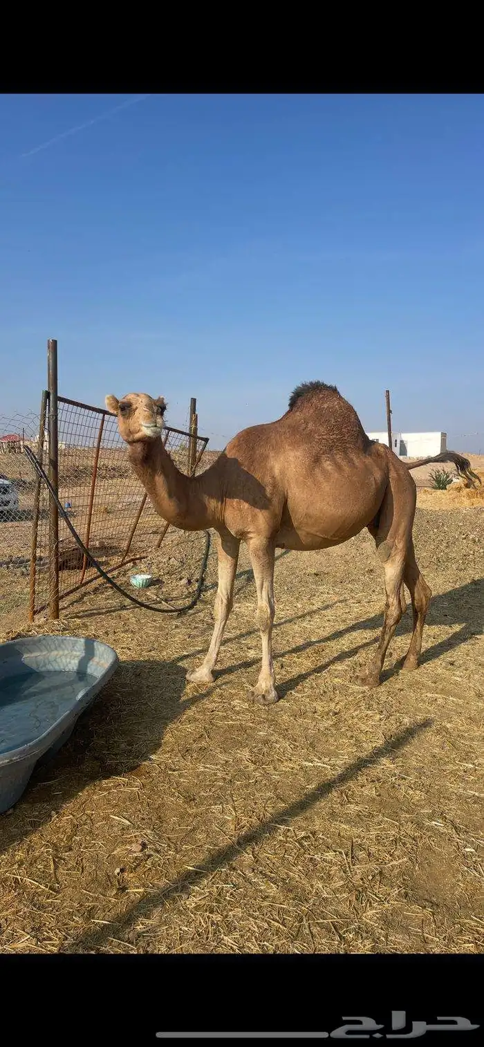 لقحه حمراء ساحليه طيبه الحد 9500 1