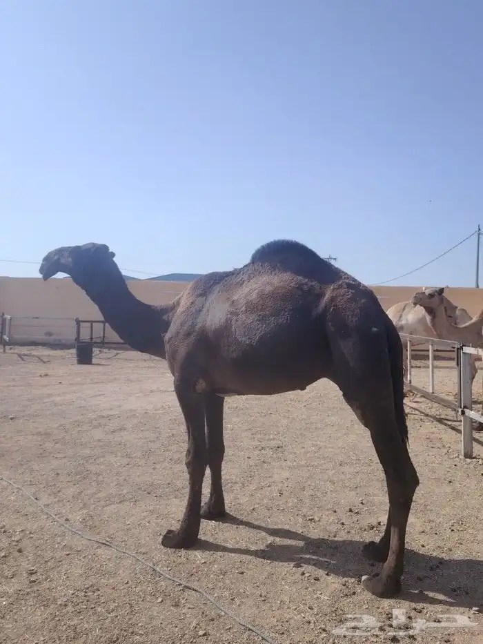 قعود أصفر رباع كفو 0