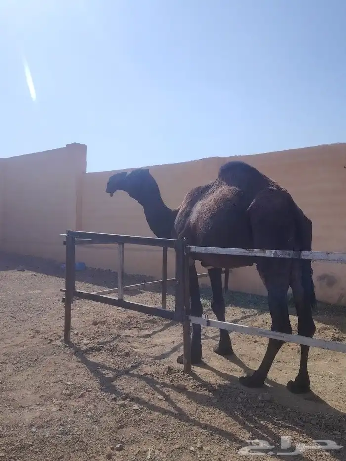 قعود أصفر رباع كفو 1