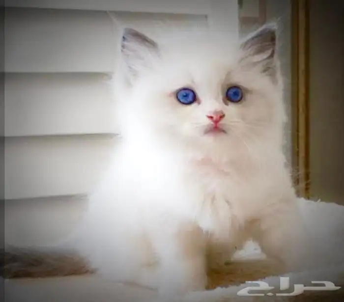 للبيع 3 قطط كيتن 1