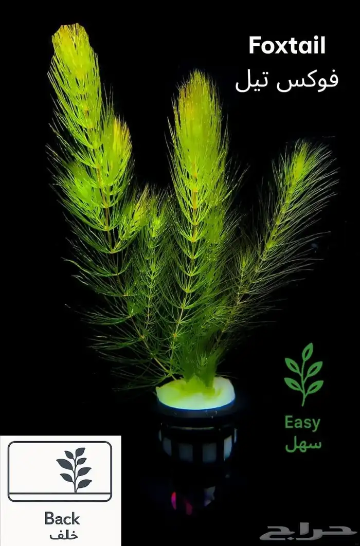 نباتات أنواع مختلفة للحوض سمك 4