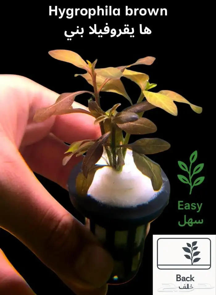 نباتات أنواع مختلفة للحوض سمك 11