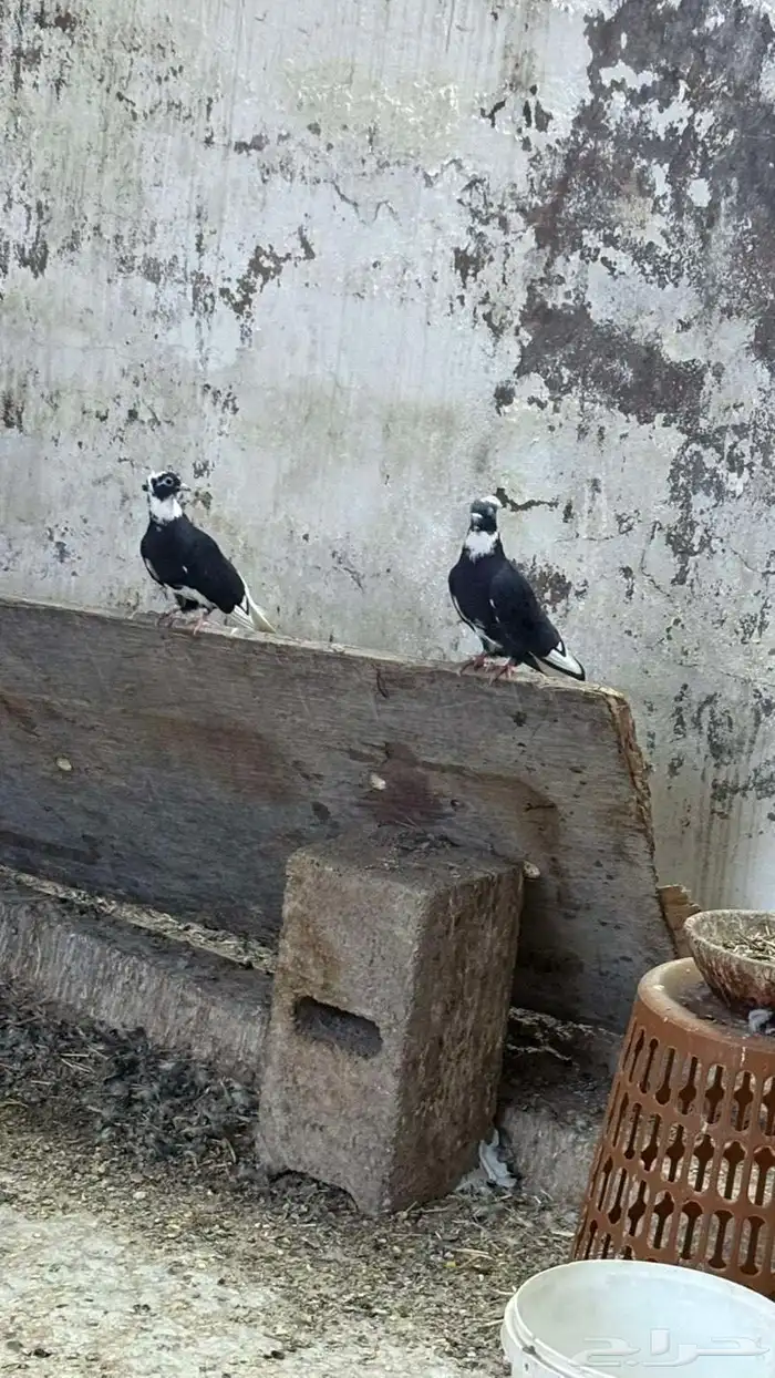 السلام عليكم اعرض لكم طبات جوز قطيفي عروق معقد 1