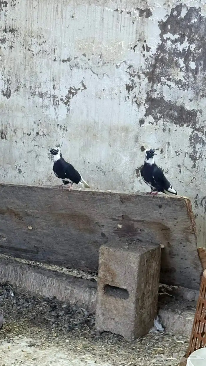 السلام عليكم اعرض لكم طبات جوز قطيفي عروق معقد 2