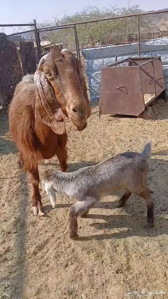 لبيع عنز معها تيس 0