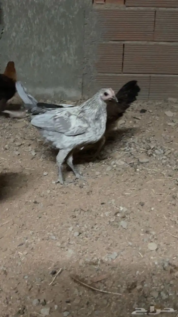 دجاج للبيع 1