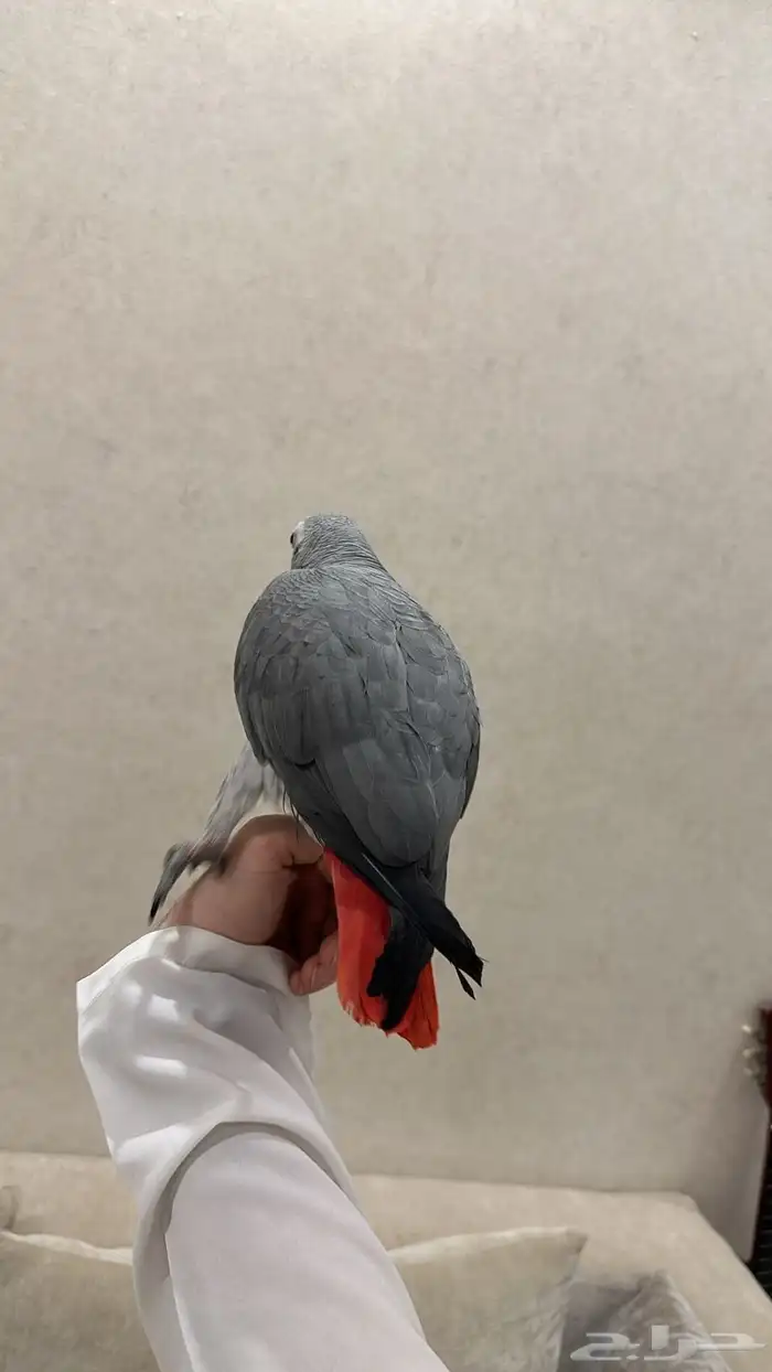 كاسكو متكلام وهدد الحجم سوبر جانبو 3