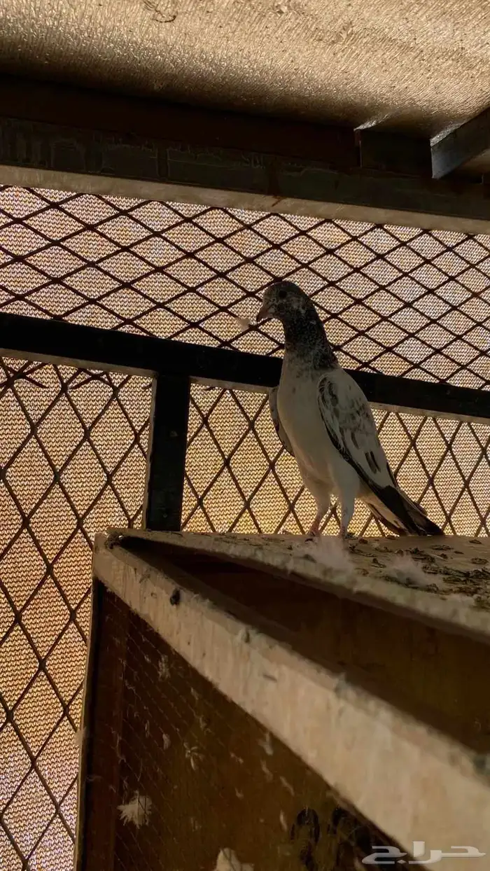 حمام باكستاني طبه 2