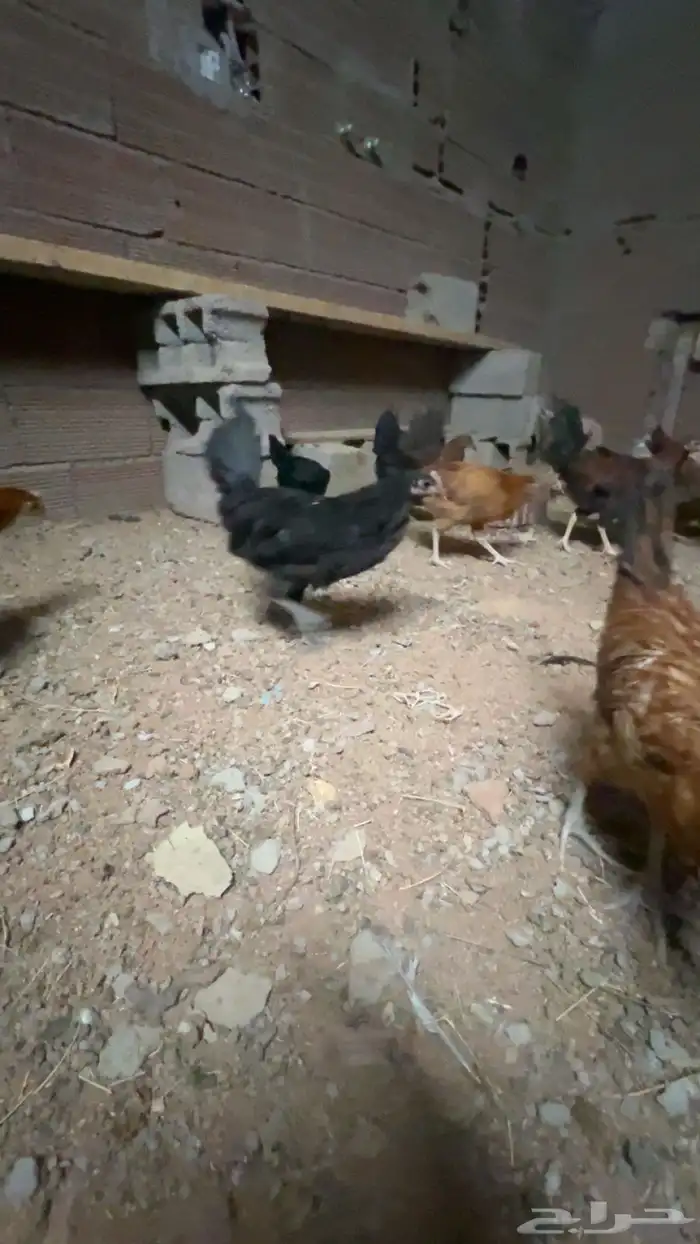 دجاج للبيع 2