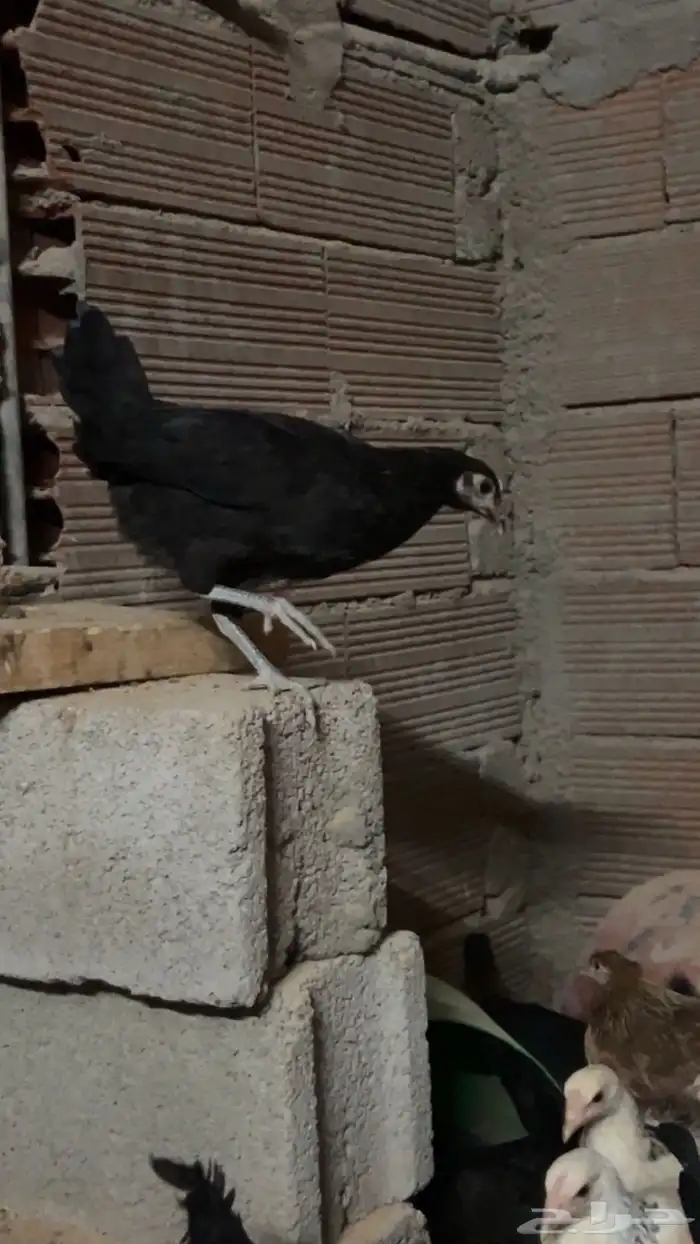 دجاج للبيع 4