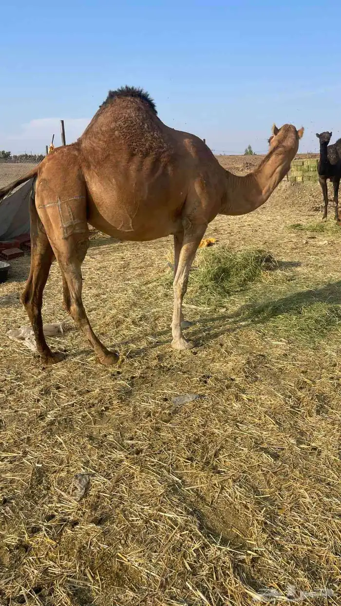 لقحه حمراء ساحليه طيبه الحد 9500 5