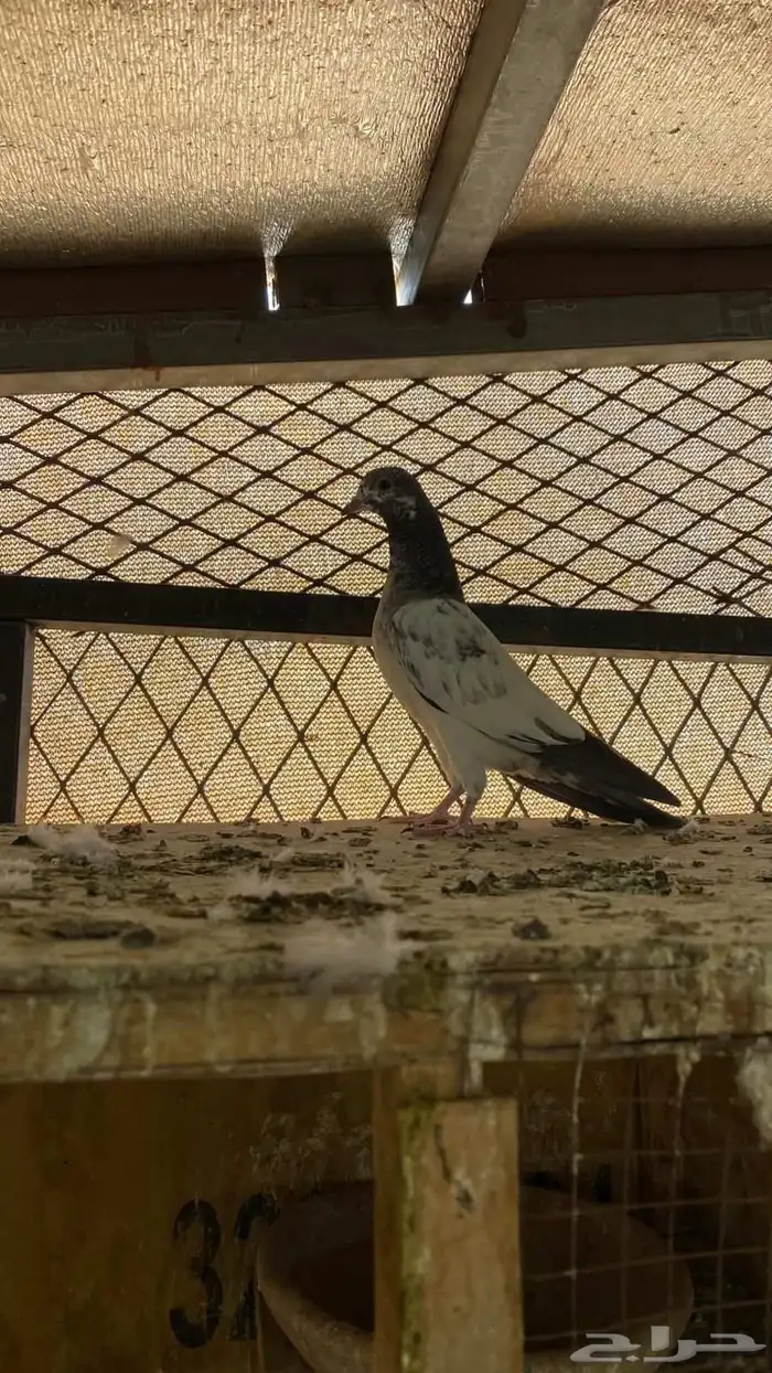 حمام باكستاني طبه 1