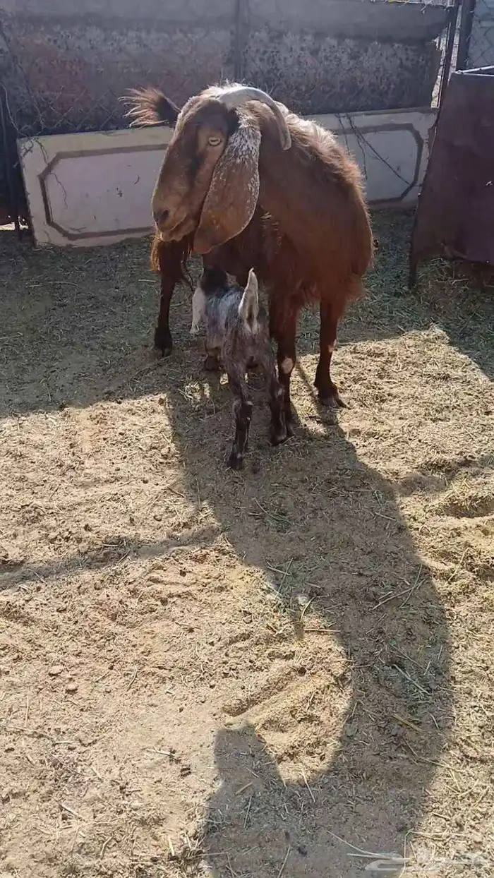 لبيع عنز معها تيس 1