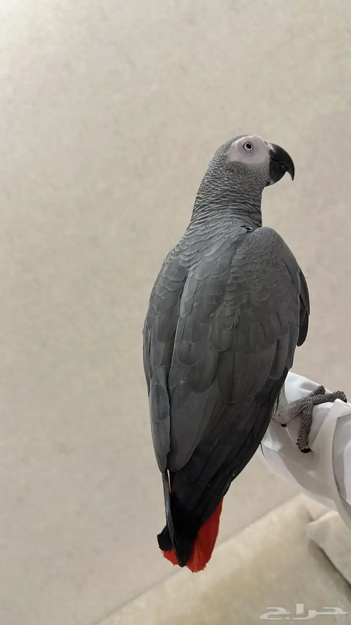 كاسكو متكلام وهدد الحجم سوبر جانبو 0