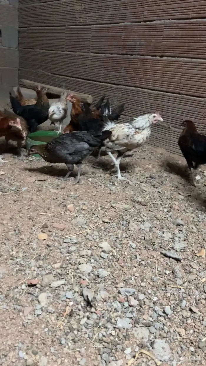 دجاج للبيع 0