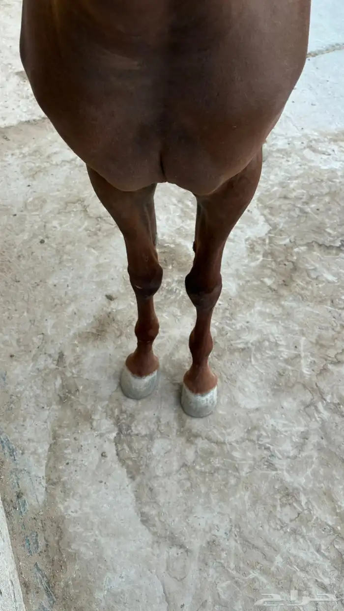 فرس شعبيه لقاح 1