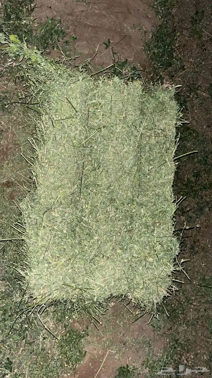 برسيم للبيع 4