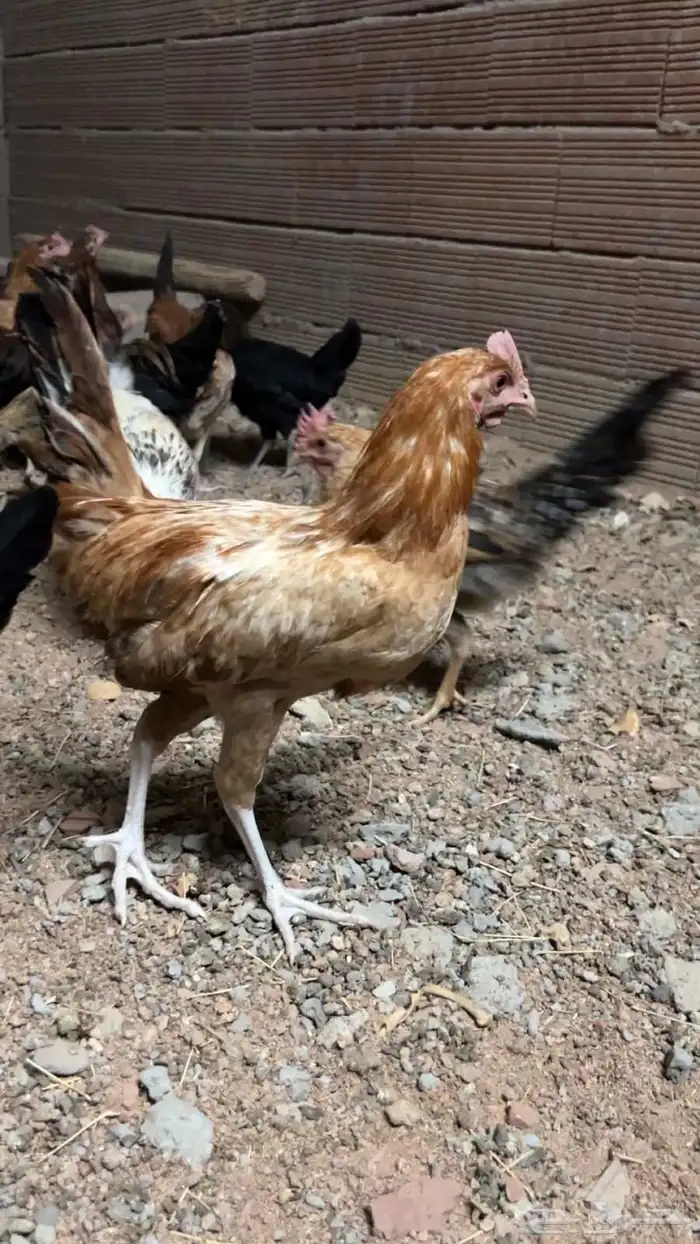 دجاج للبيع 6