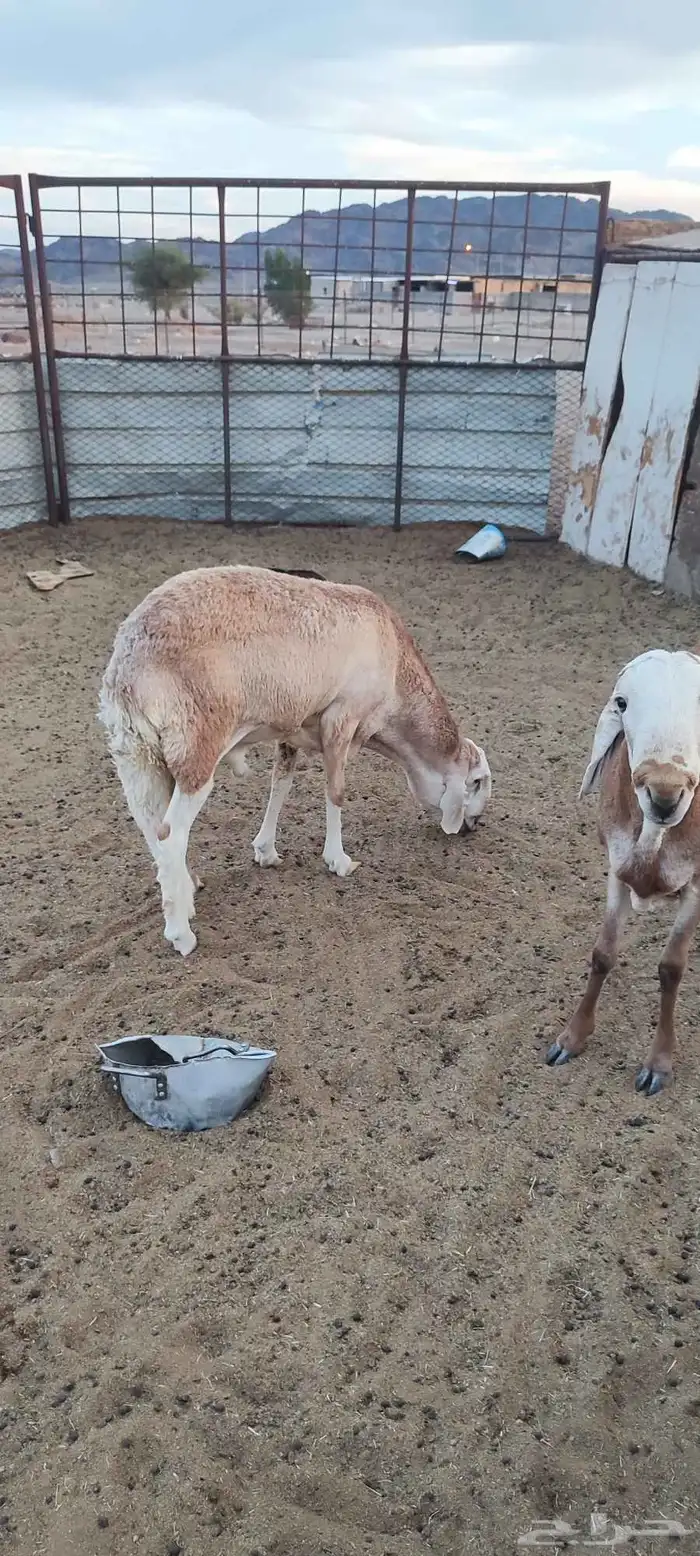 طليان سواكن 0