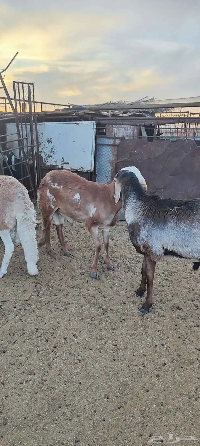 طليان سواكن 2