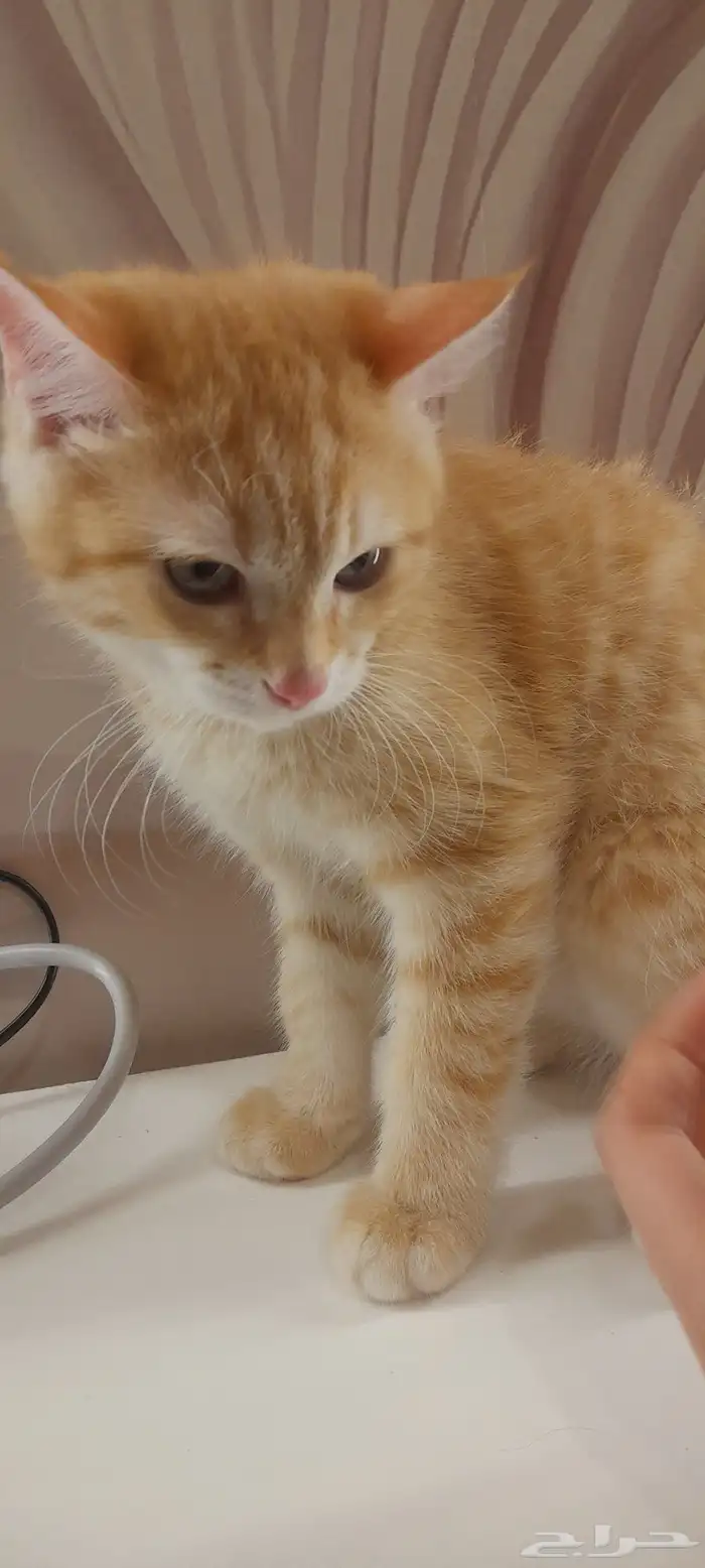 قط ذكر للتبنى 1