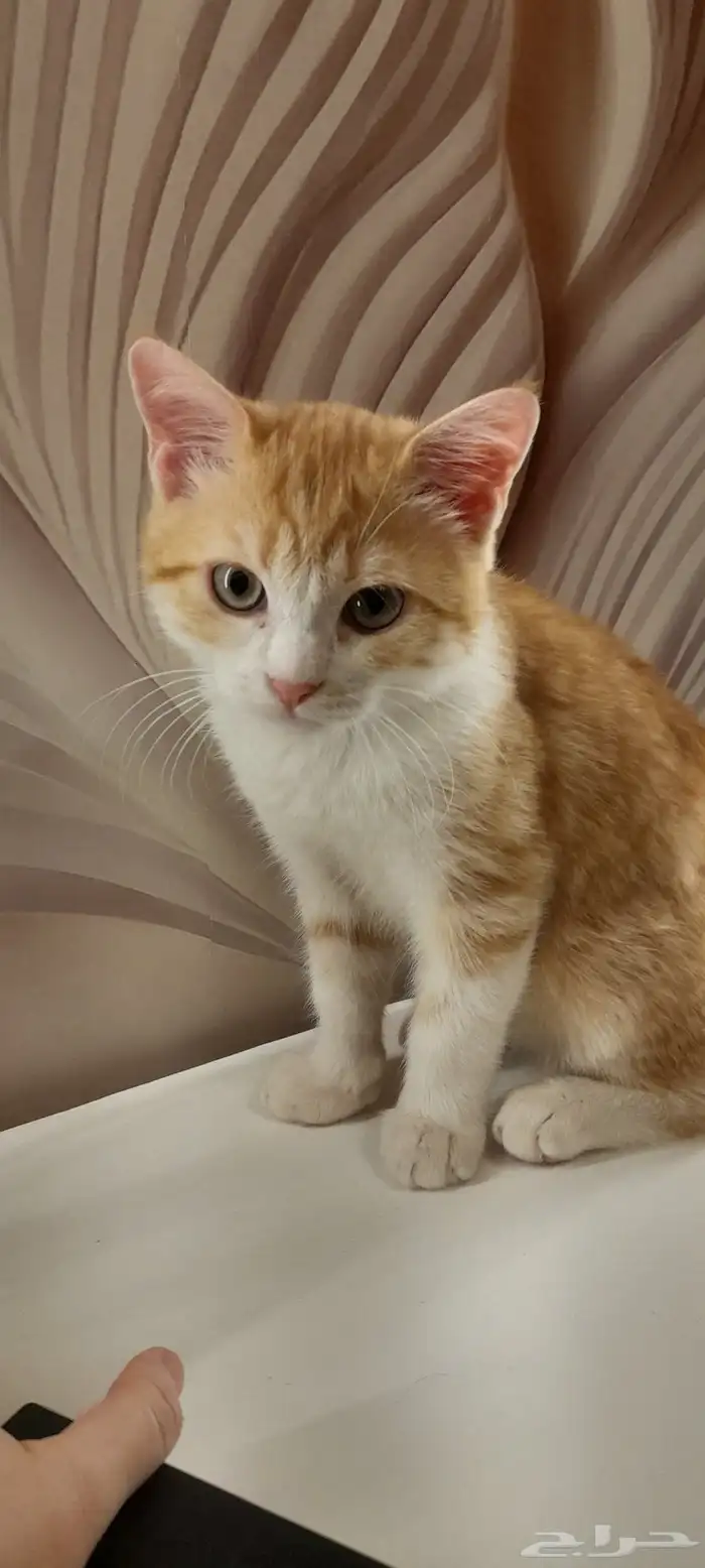 قط ذكر للتبنى 0