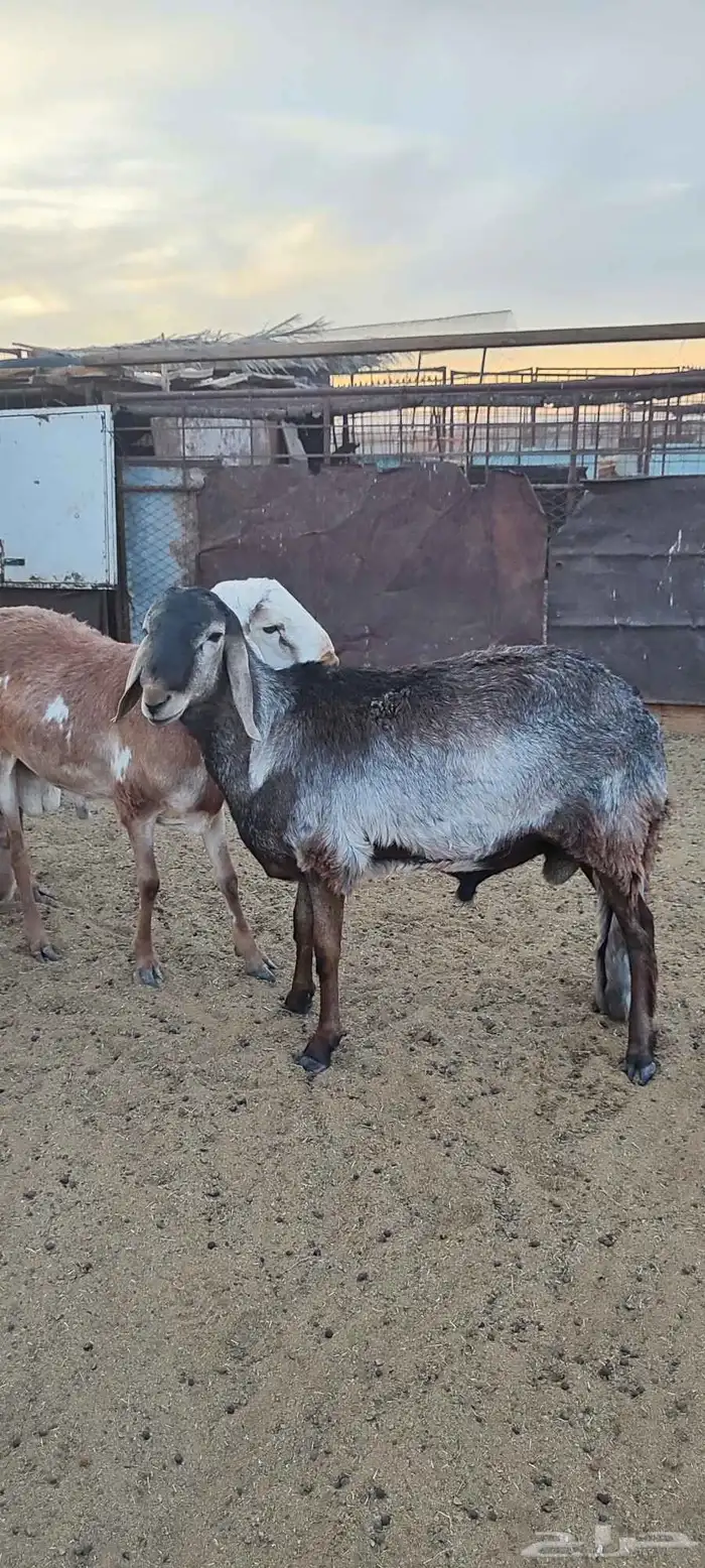 طليان سواكن 1