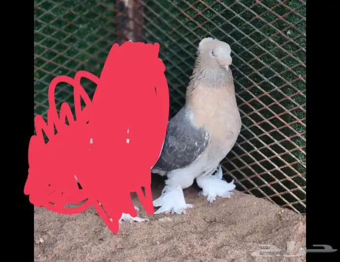 للبيع اناثي ارافل 0