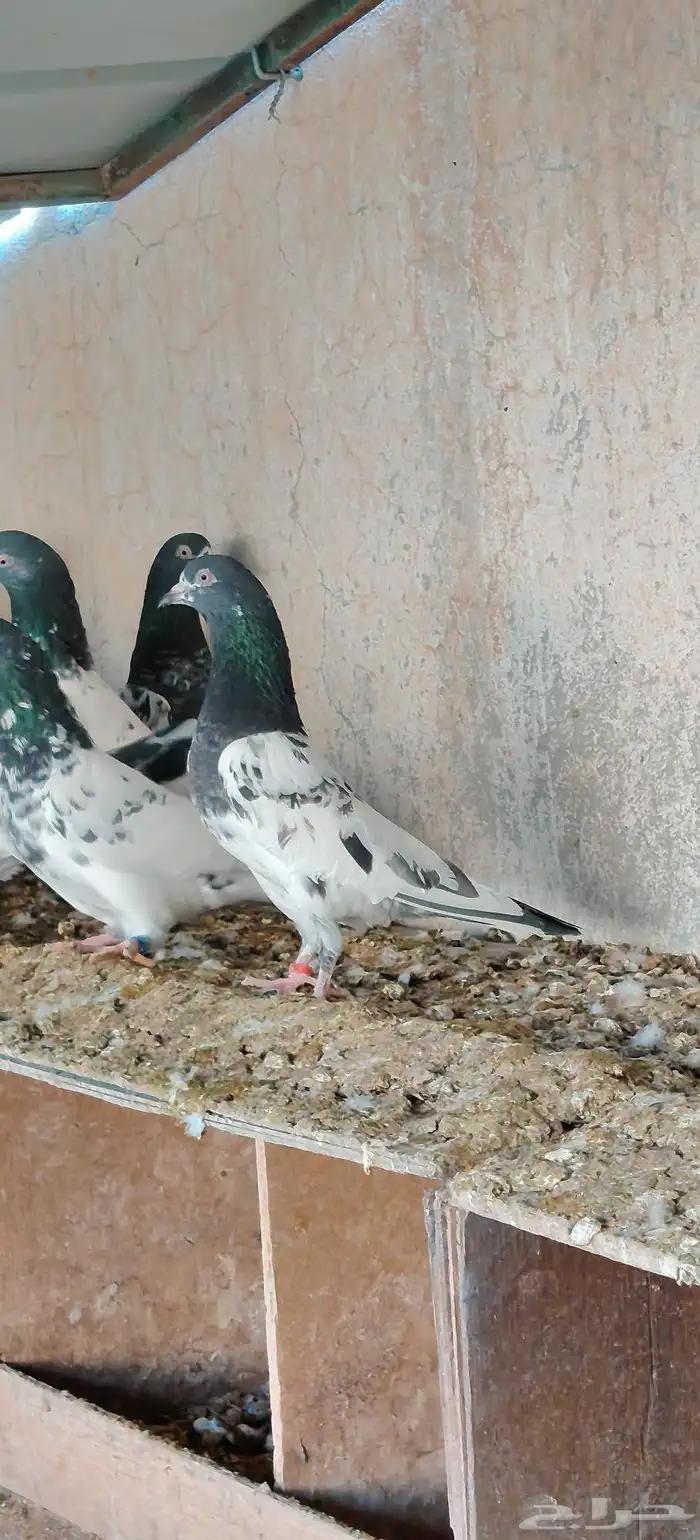 حمام باكستاني 1