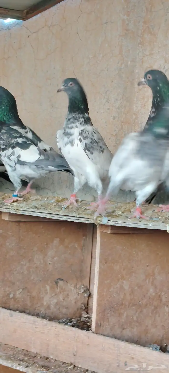 حمام باكستاني 2