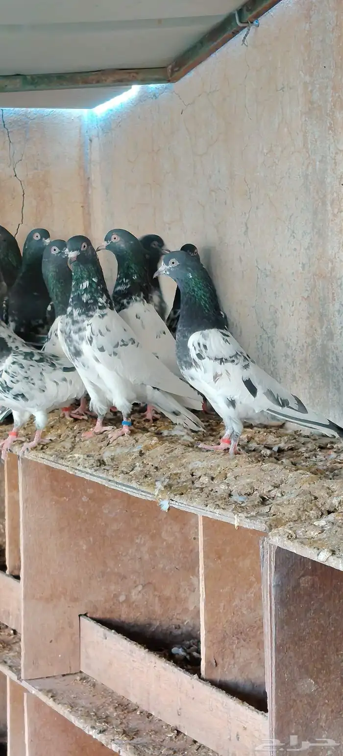 حمام باكستاني 0