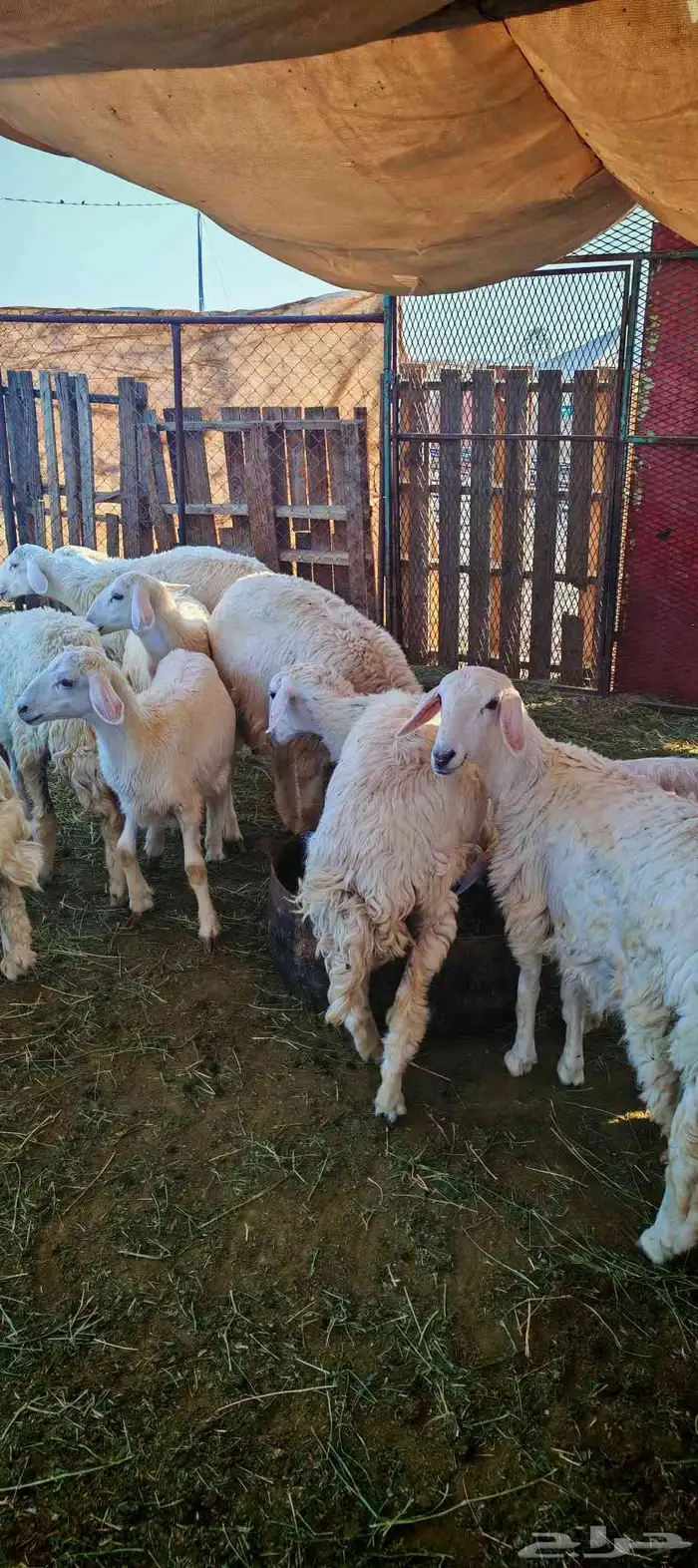 طليان و رخال للبيع ذبائح و تربية 8