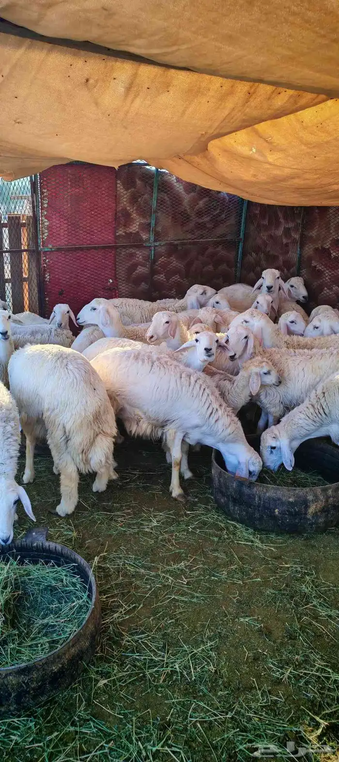 طليان و رخال للبيع ذبائح و تربية 4