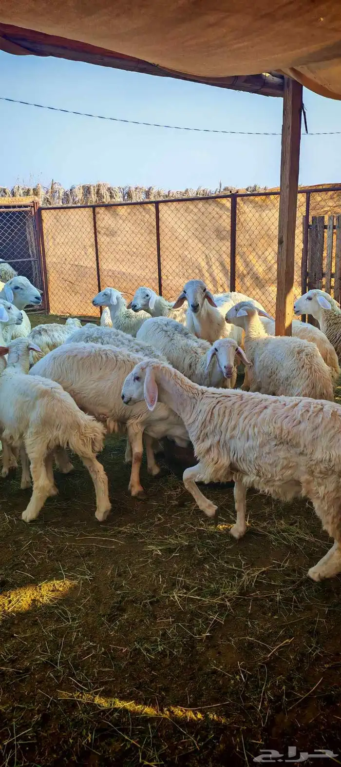 طليان و رخال للبيع ذبائح و تربية 9