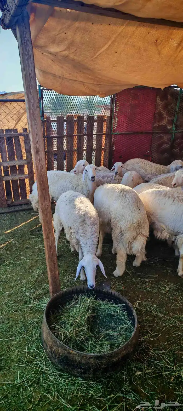 طليان و رخال للبيع ذبائح و تربية 1