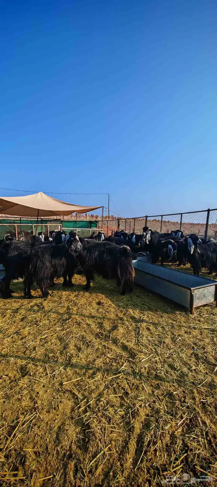 غنم معزا عوارض فاخرة للبيع 0