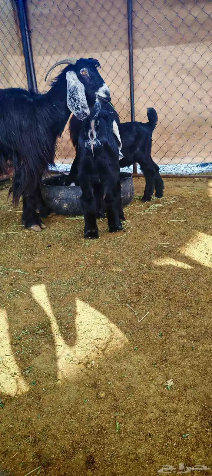 غنم معزا عوارض فاخرة للبيع 7