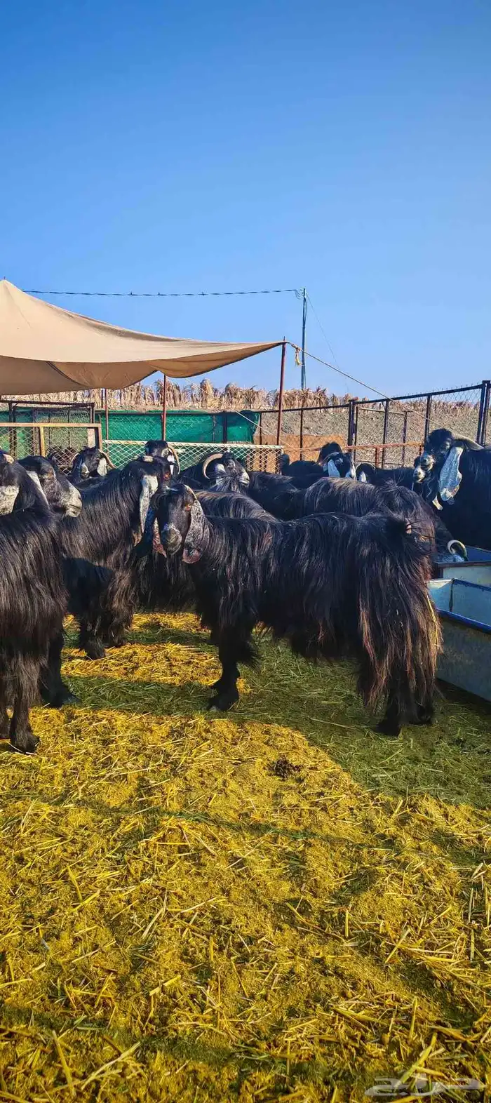 غنم معزا عوارض فاخرة للبيع 3