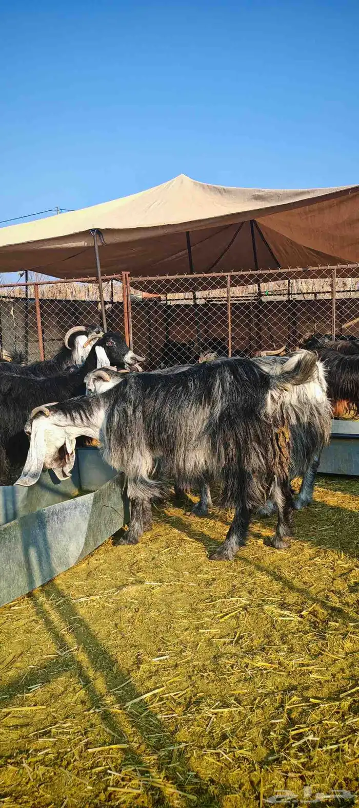 غنم معزا عوارض فاخرة للبيع 2