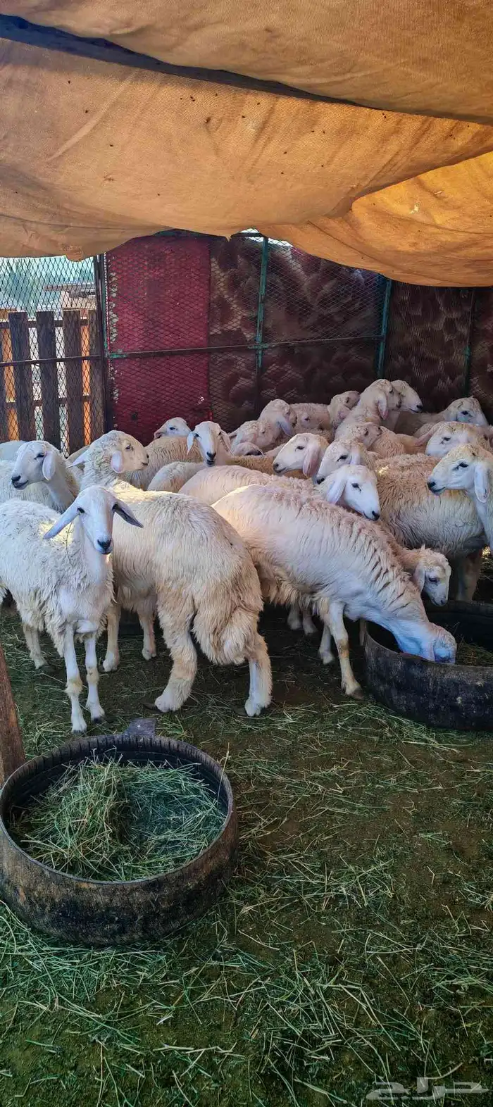 طليان و رخال للبيع ذبائح و تربية 5