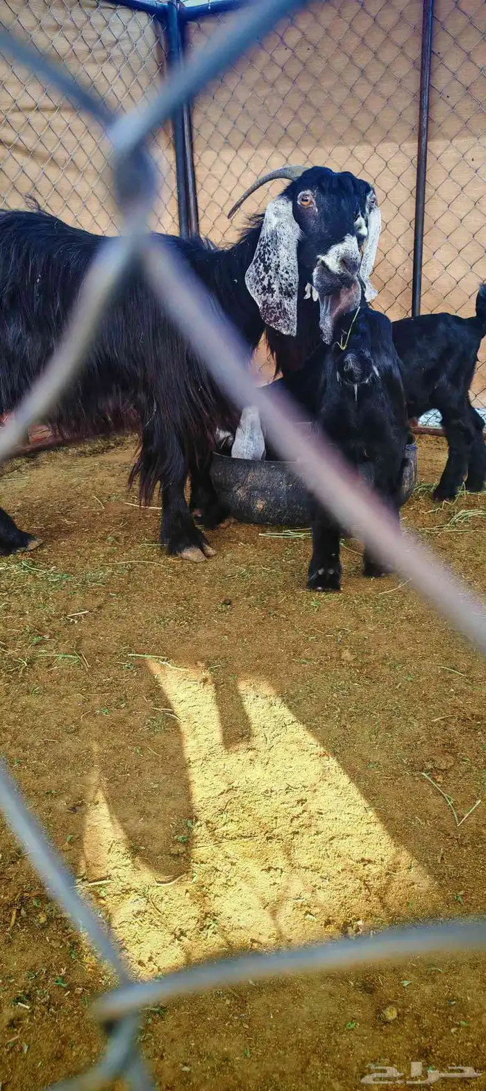 غنم معزا عوارض فاخرة للبيع 8