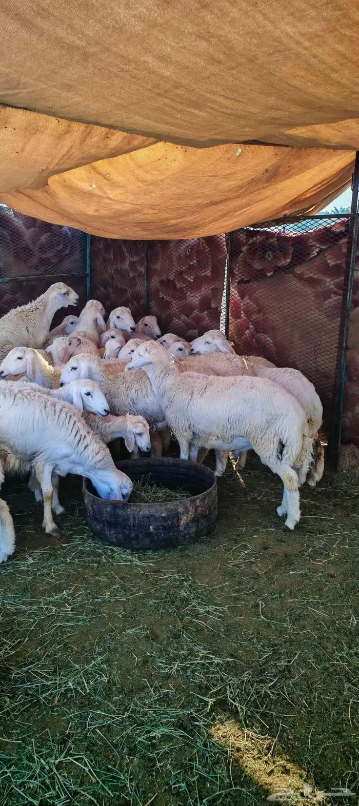 طليان و رخال للبيع ذبائح و تربية 2