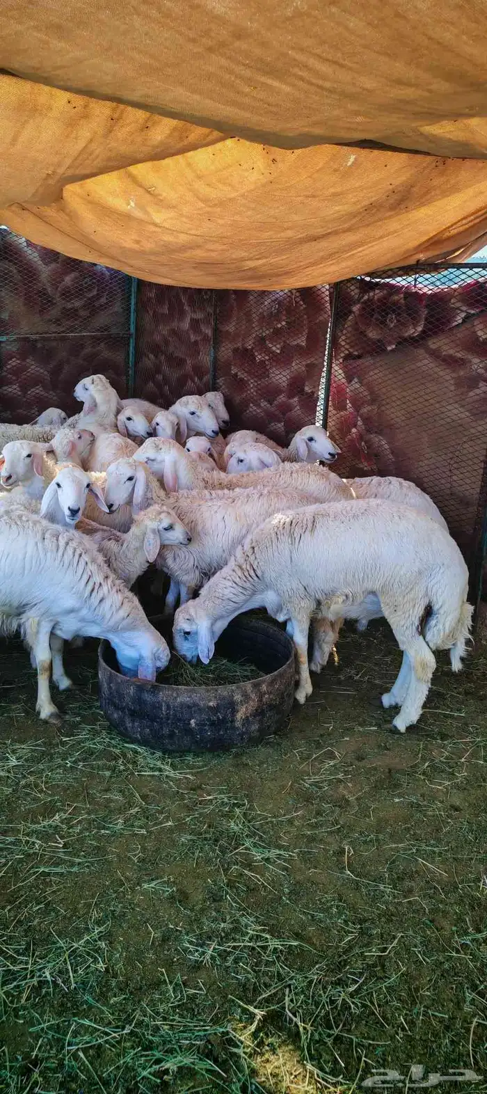 طليان و رخال للبيع ذبائح و تربية 3